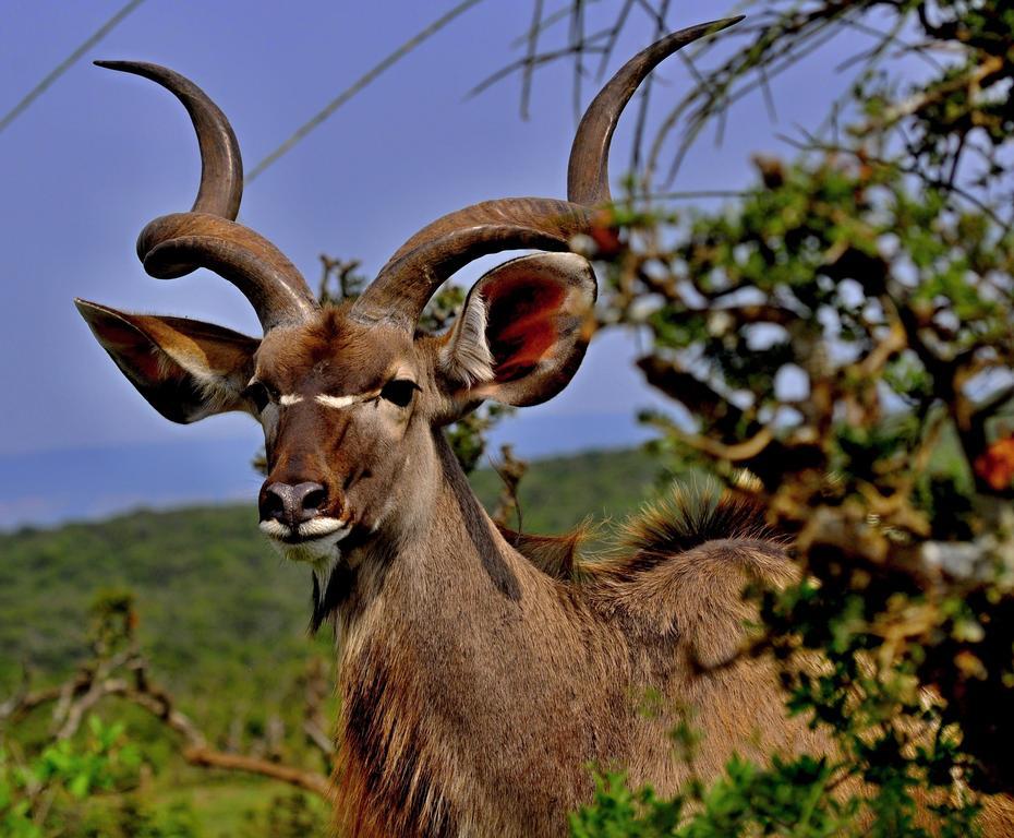 Umlambo River Lodge Kirkwood エクステリア 写真